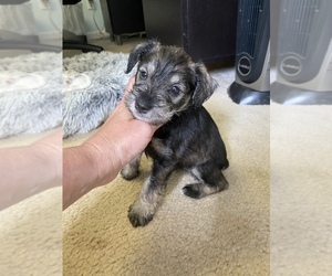 Schnauzer (Miniature) Puppy for sale in DALLAS, GA, USA