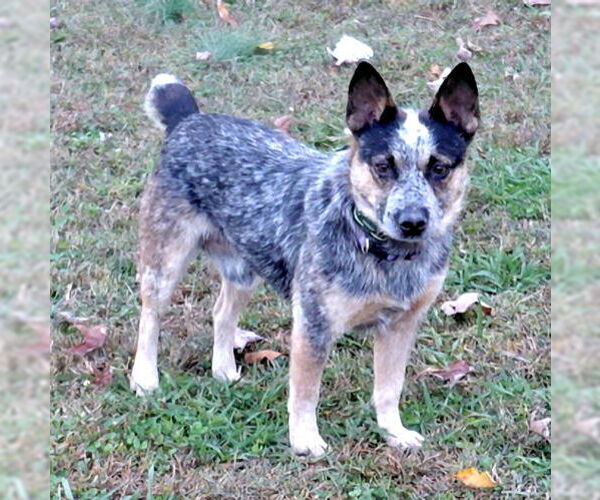 Medium Photo #1 Australian Shepherd Puppy For Sale in Rutherfordton, NC, USA