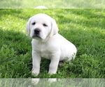 Small #1 Labrador Retriever