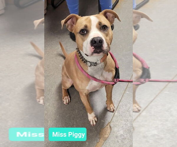 Medium Photo #3 American Pit Bull Terrier Puppy For Sale in Richmond, IN, USA