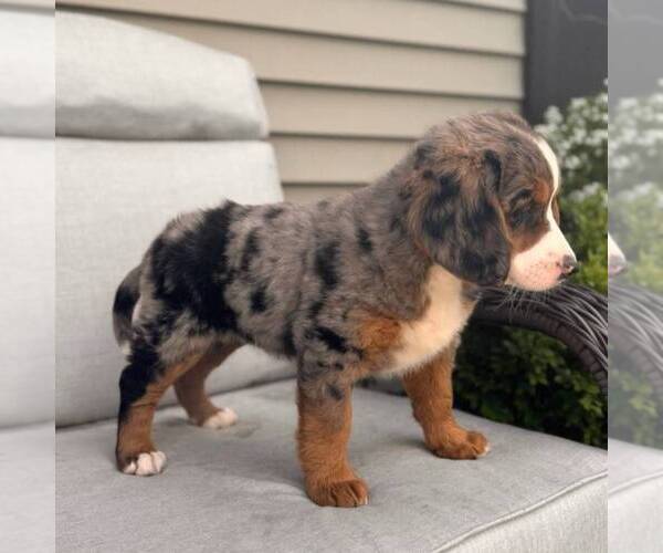 Medium Photo #2 Bernedoodle (Miniature) Puppy For Sale in GAP, PA, USA