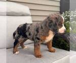 Small #1 Bernedoodle (Miniature)