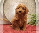 Small Photo #4 Goldendoodle (Miniature) Puppy For Sale in EPHRATA, PA, USA