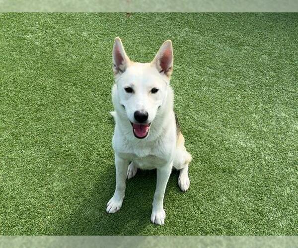 Medium Photo #1 German Shepherd Dog-Siberian Husky Mix Puppy For Sale in Orange, CA, USA