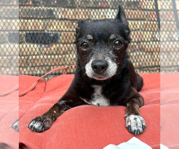 Medium Photo #11 Chihuahua Puppy For Sale in Boonton, NJ, USA