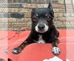 Small #10 Chihuahua