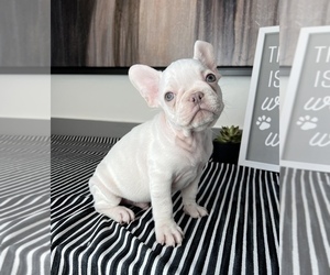 French Bulldog Puppy for sale in FRANKLIN, IN, USA