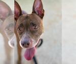 Small American Staffordshire Terrier Mix