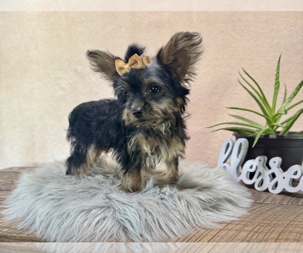 Medium Photo #1 YorkiePoo Puppy For Sale in NAPPANEE, IN, USA