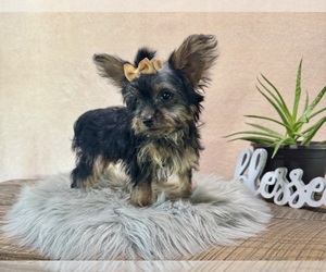 YorkiePoo Puppy for sale in NAPPANEE, IN, USA