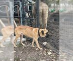 Small Photo #6 Mastiff Puppy For Sale in Edmond, OK, USA