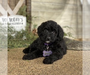 Bernedoodle Puppy for sale in WOLCOTT, IN, USA