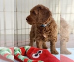 Small Photo #4 Australian Labradoodle Puppy For Sale in MILL VALLEY, CA, USA