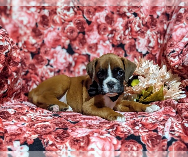 Medium Photo #5 Boxer Puppy For Sale in QUARRYVILLE, PA, USA