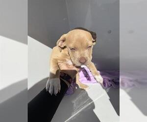 Staffordshire Bull Terrier Dogs for adoption in Houston, TX, USA