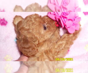 Poodle (Miniature) Puppy for sale in DULUTH, GA, USA
