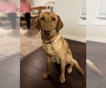 Small Photo #1 Labrador Retriever Puppy For Sale in SALISBURY, NC, USA