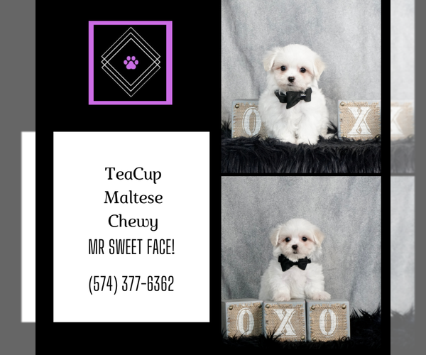 Medium Photo #2 Maltese Puppy For Sale in WARSAW, IN, USA