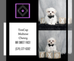 Small Photo #2 Maltese Puppy For Sale in WARSAW, IN, USA