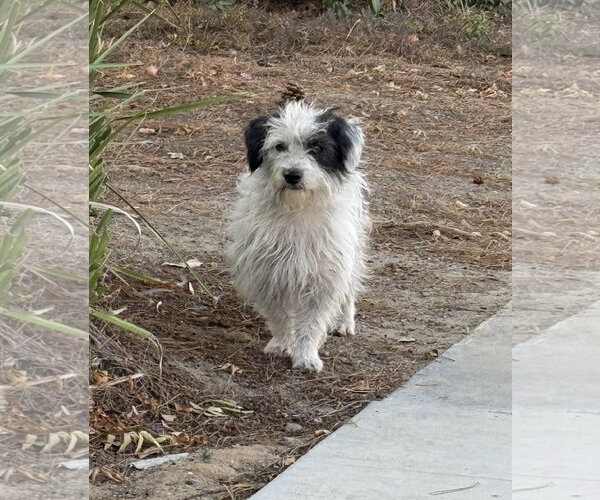 Medium Photo #6 Mutt Puppy For Sale in Corona, CA, USA