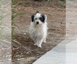 Small #5 Mutt