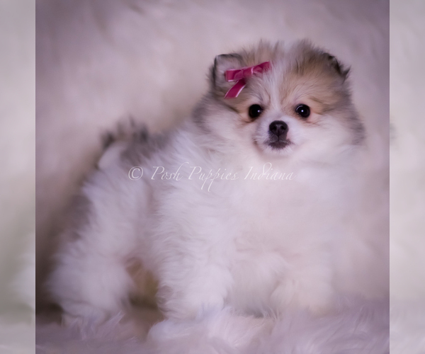 Medium Photo #77 Pomeranian Puppy For Sale in WARSAW, IN, USA