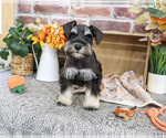 Landon - Male Schnauzer (Miniature) Puppy for Sale - Photo #5