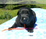 Small #5 German Shepherd Dog