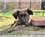 Small #1 Colonial Cocker Spaniel Mix