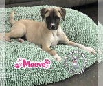 Small #3 Mutt