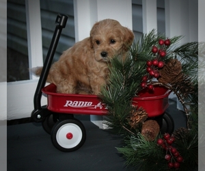 Cock-A-Poo Puppy for sale in CLARKRANGE, TN, USA
