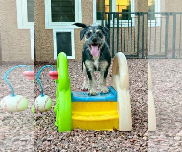 Medium Photo #4 Border Terrier-Unknown Mix Puppy For Sale in Cave Creek, AZ, USA