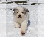 Small #2 Great Pyrenees