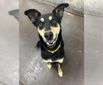 Small #10 Mutt
