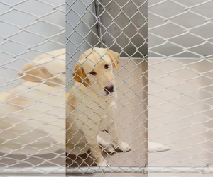 Labrador Retriever-Unknown Mix Dogs for adoption in San Diego, CA, USA