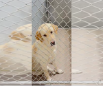 Small Labrador Retriever Mix