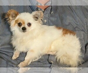 Father of the Chihuahua puppies born on 08/10/2026