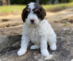 Puppy Purple Girl Miniature Bernedoodle