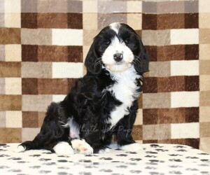 Bernedoodle (Miniature)-Cavapoo (Miniature) Mix Puppy for sale in DENVER, PA, USA