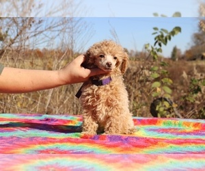 Poodle (Miniature) Puppy for sale in UNION CITY, TN, USA
