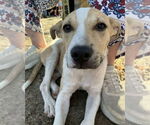 Small #5 American Pit Bull Terrier-American Staffordshire Terrier Mix