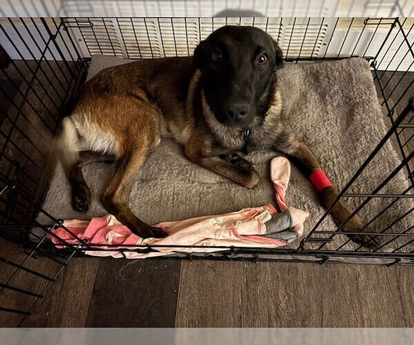 Medium Photo #2 Mutt Puppy For Sale in Salt Lake City, UT, USA