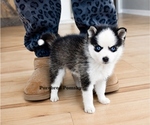 Small #4 Pomsky