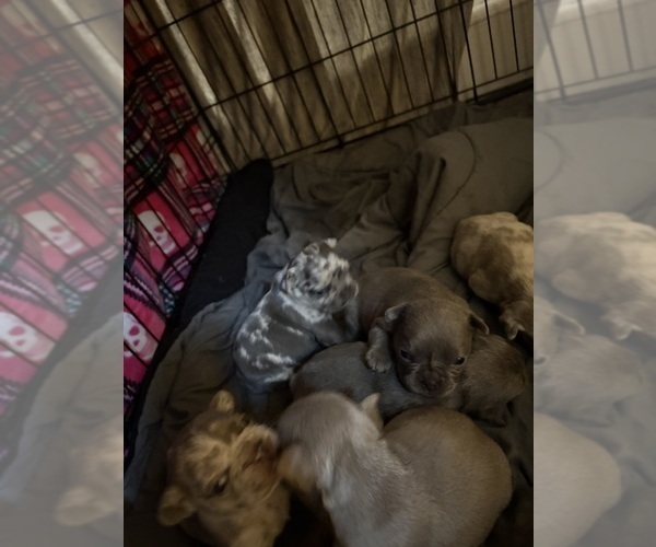 Medium Photo #2 French Bulldog Puppy For Sale in ACCOKEEK, MD, USA