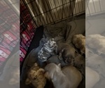 Small #1 French Bulldog