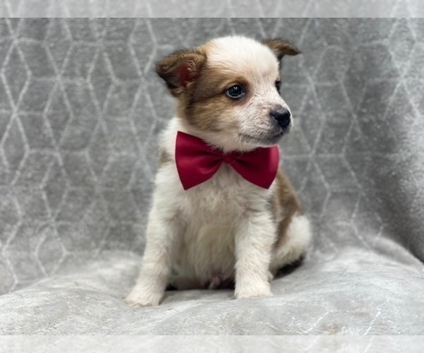Medium Photo #6 Texas Heeler Puppy For Sale in LAKELAND, FL, USA