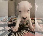 Small Photo #8 Dogo Argentino Puppy For Sale in ARLINGTON, TX, USA
