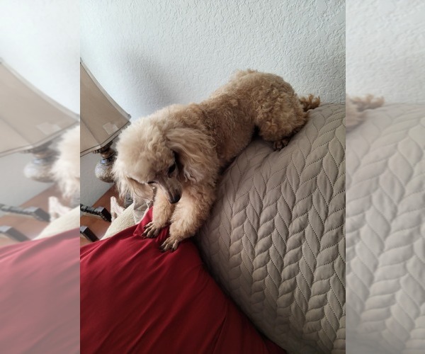 Medium Photo #1 Poodle (Toy) Puppy For Sale in COPPERAS COVE, TX, USA
