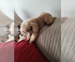 Small Photo #1 Poodle (Toy) Puppy For Sale in COPPERAS COVE, TX, USA