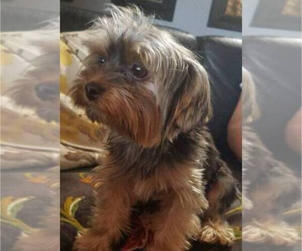 Medium Photo #1 Yorkshire Terrier Puppy For Sale in GREEN VALLEY, AZ, USA